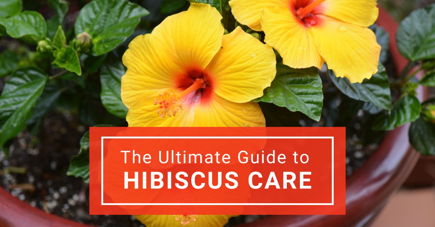 Ultimate Guide to Hibiscus Care