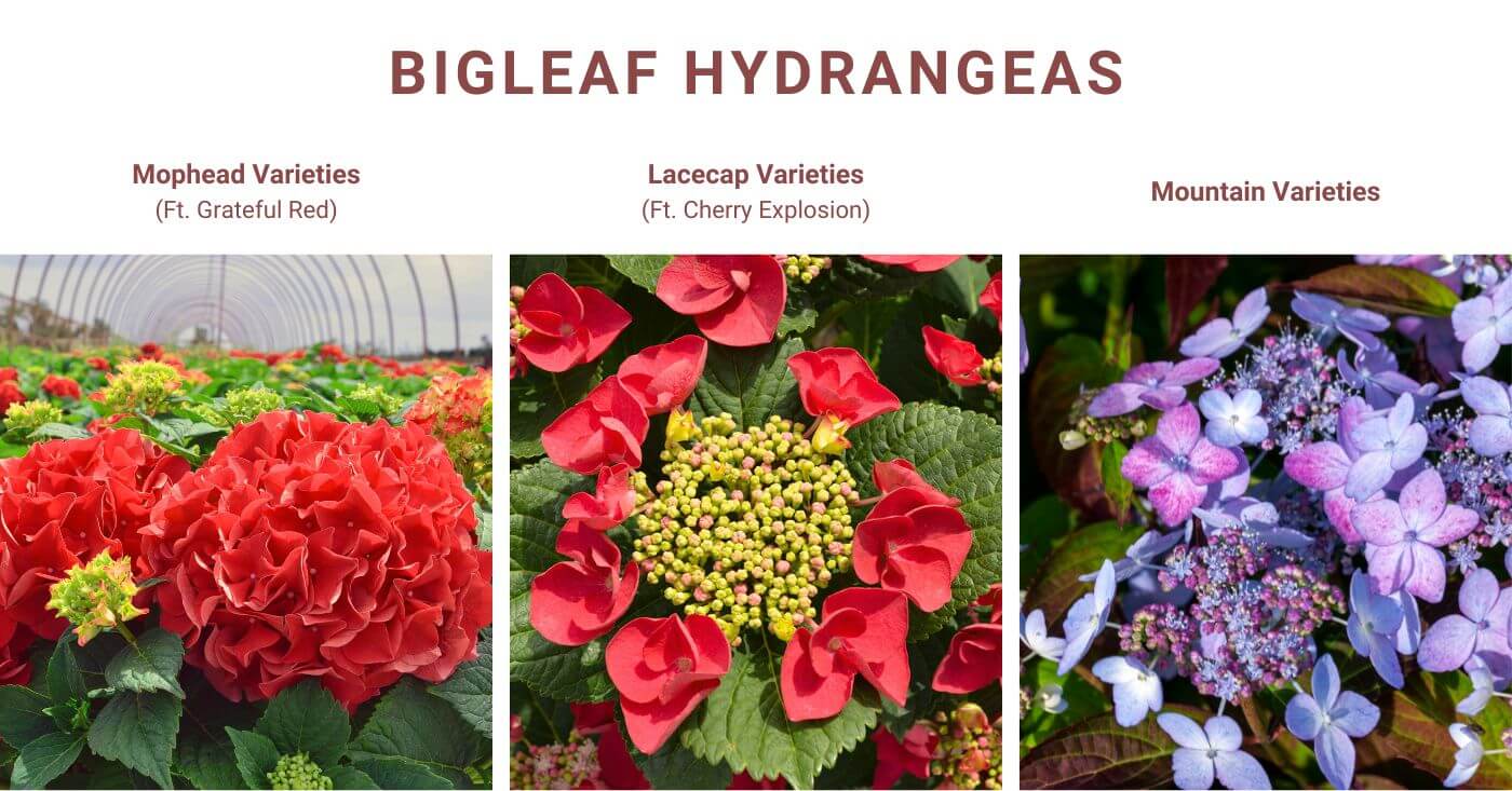 Bigleaf Hydrangea Varieties
