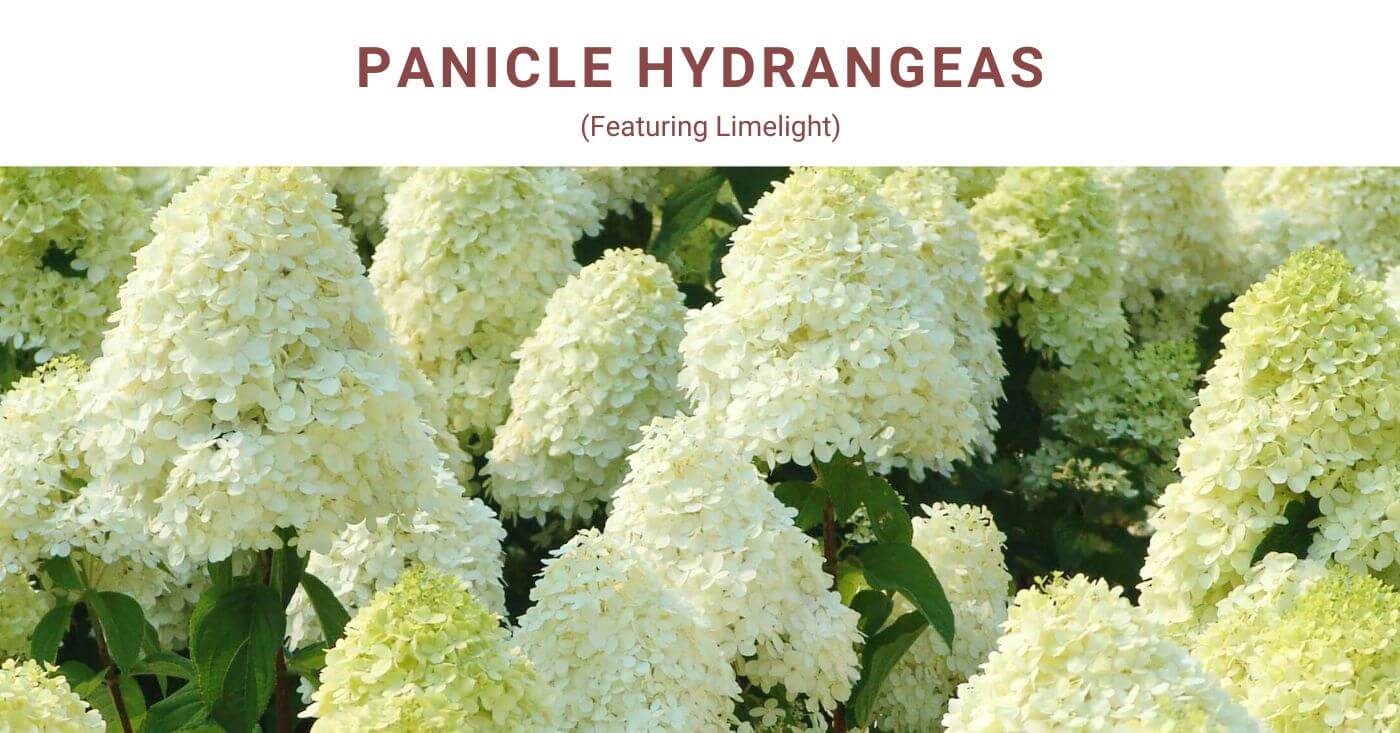 Panicle Hydrangea