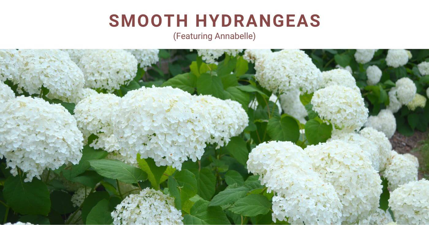 Smooth Hydrangea