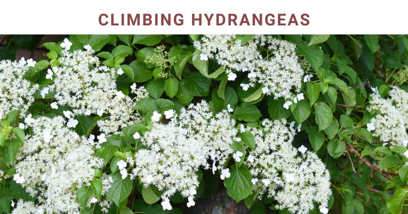 Climbing Hydrangeas