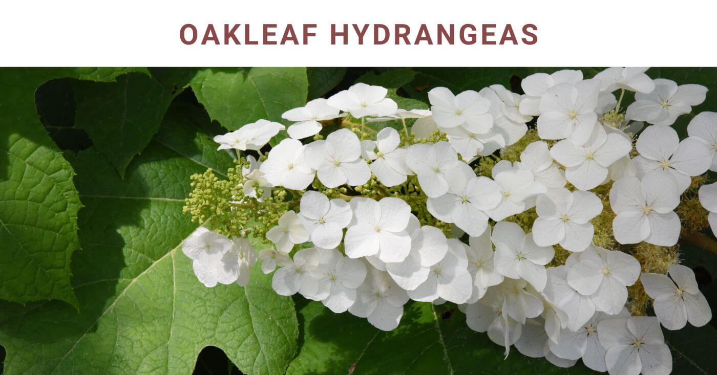 Oakleaf Hydrangeas