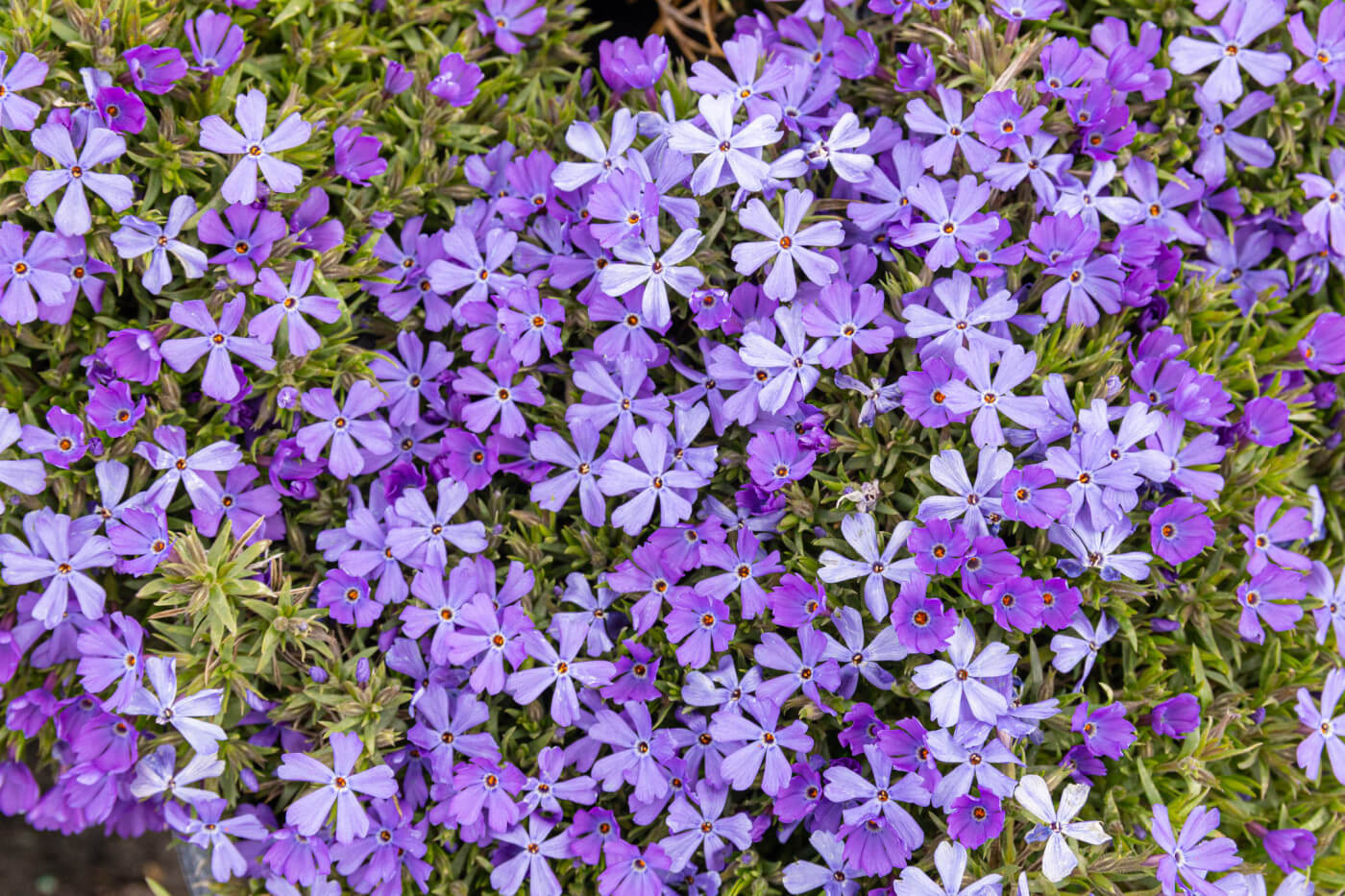 Violet Pinwheels Creeping Phlox