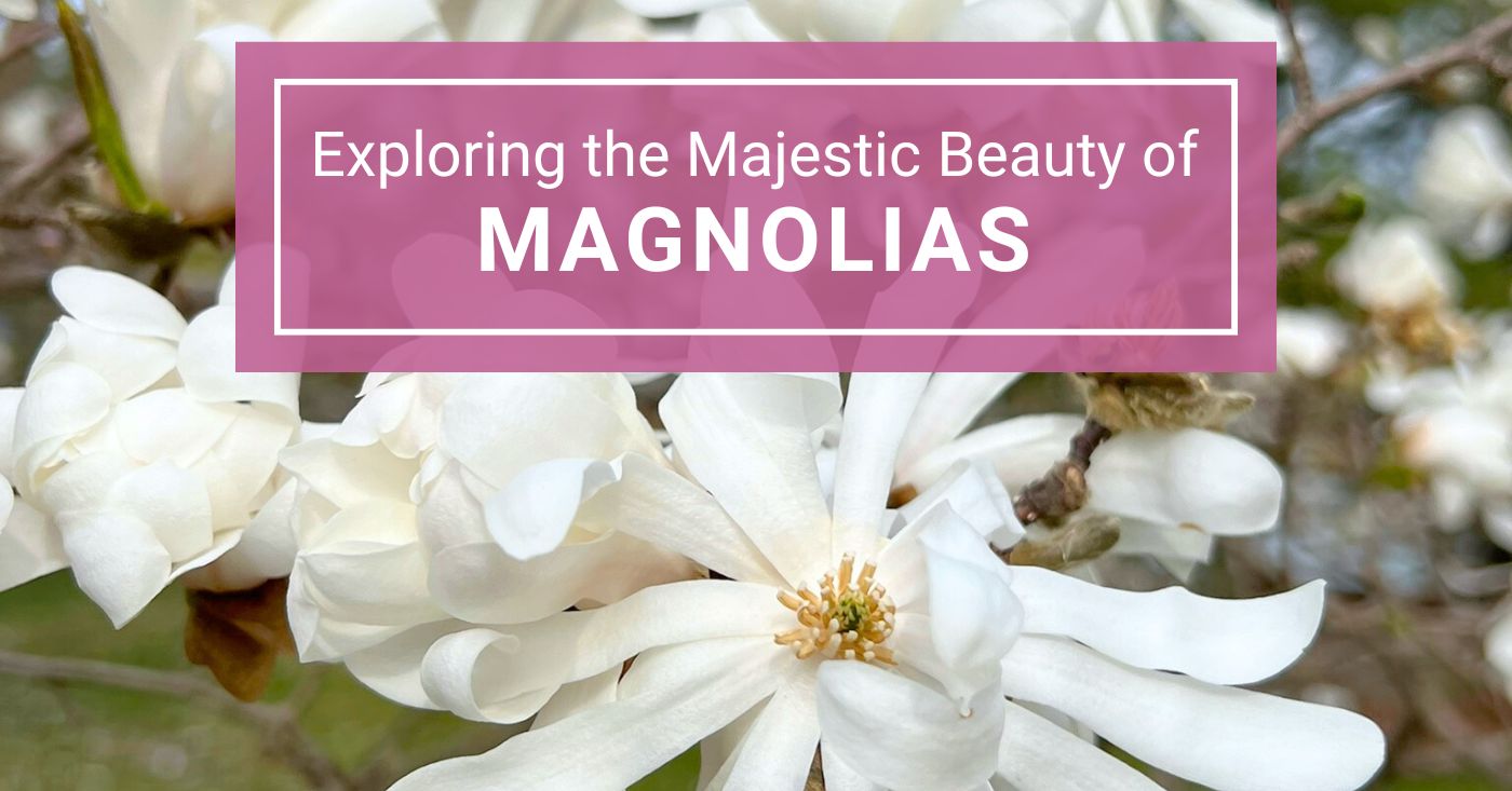 Exploring the Beauty of Magnolias