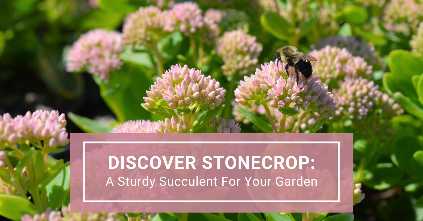 Discover Stonecrop