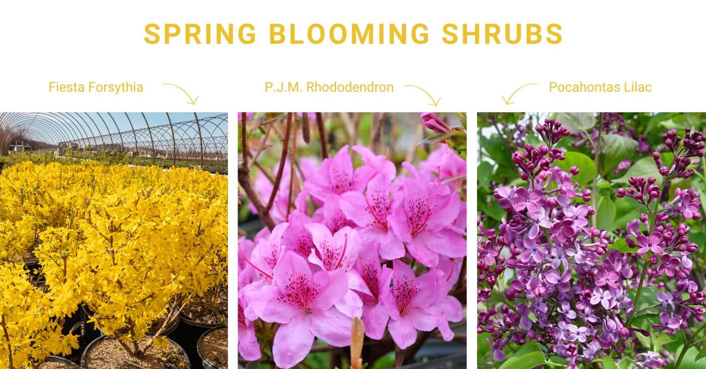 Early Blooming Shrubs