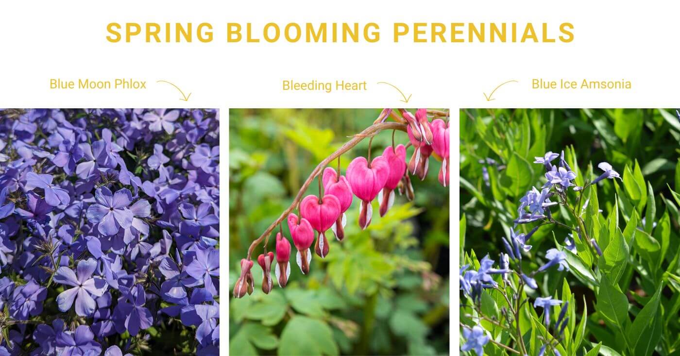 Early Blooming Perennials