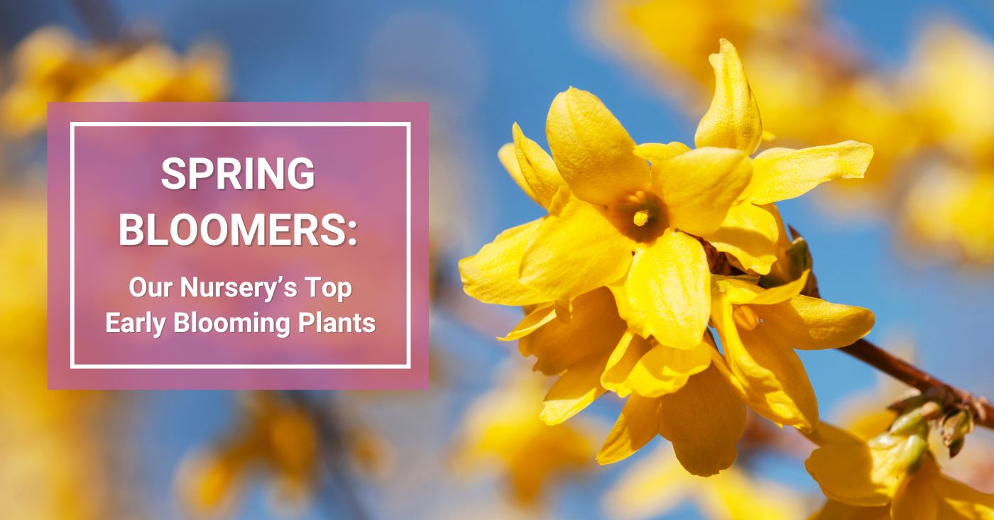 Spring Bloomers - Top Early Blooming Plants