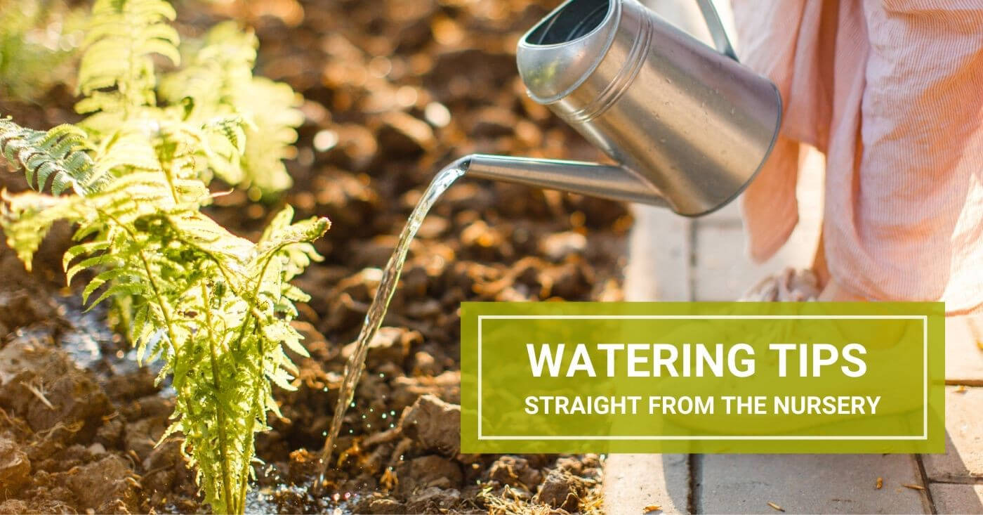 Watering Tips Straight from the Nursery