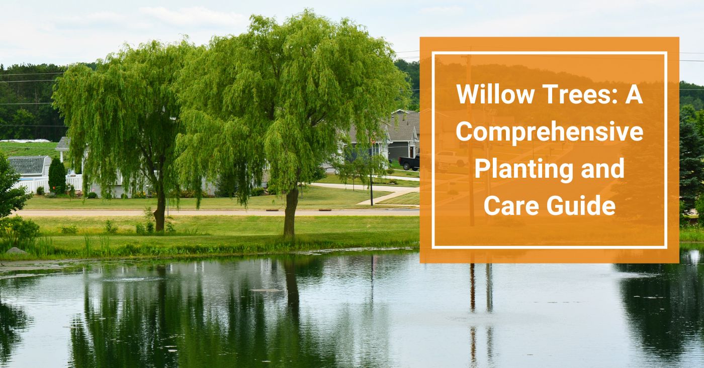 Willow Trees: A Comprehensive Care Guide