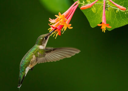 6 Plants that Attract Hummingbirds