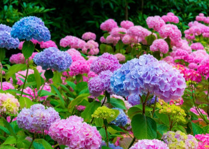 Colorful and Eye Catching Hydrangea Shrubs