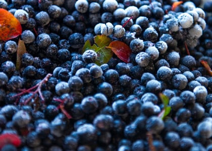 Learn About the Health Benefits of Aronia Berries