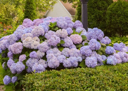 3 Classic and Timeless Hydrangeas