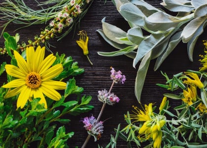 Wisconsin Native Plants