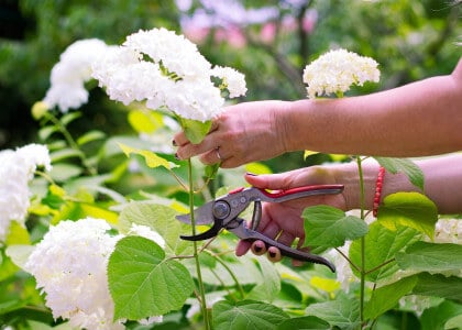 Hydrangea Care - When & How to Prune