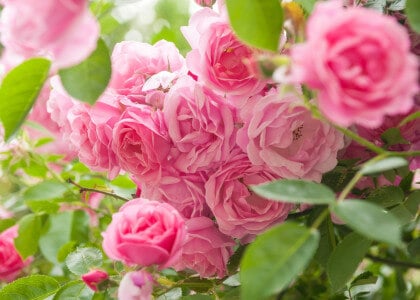 Classic Roses for Timeless Beauty