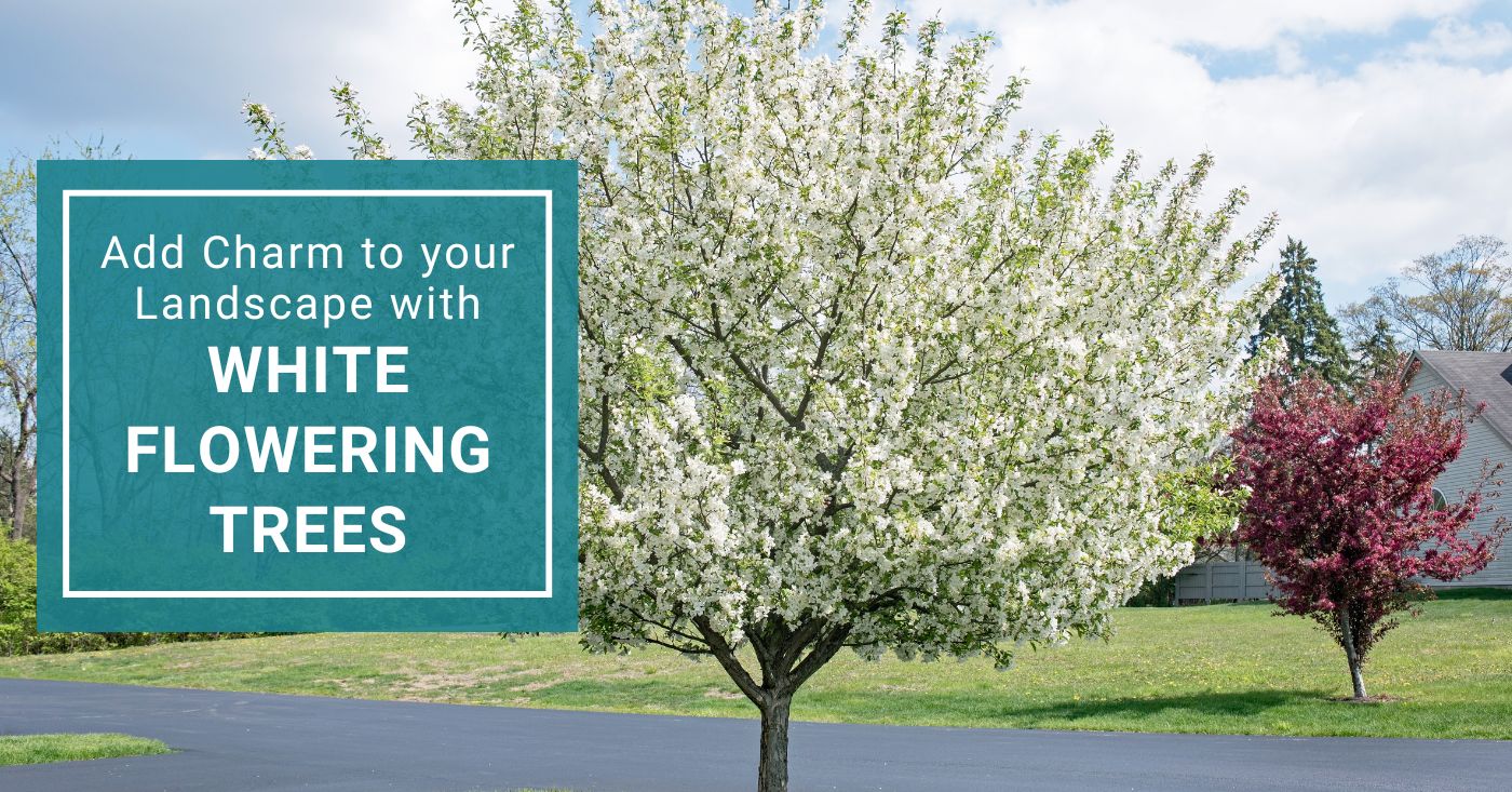 Add Charm to Your Landscape With White Flowering Trees