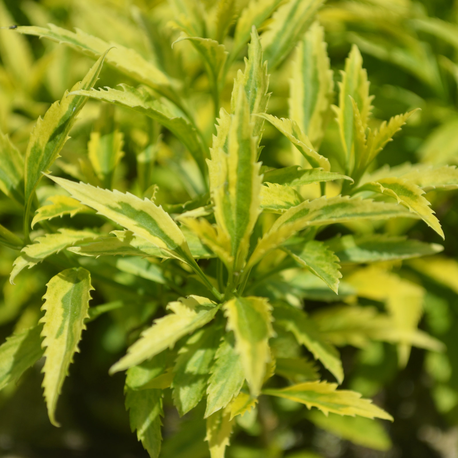 Citrus Swizzle® Dwarf Forsythia