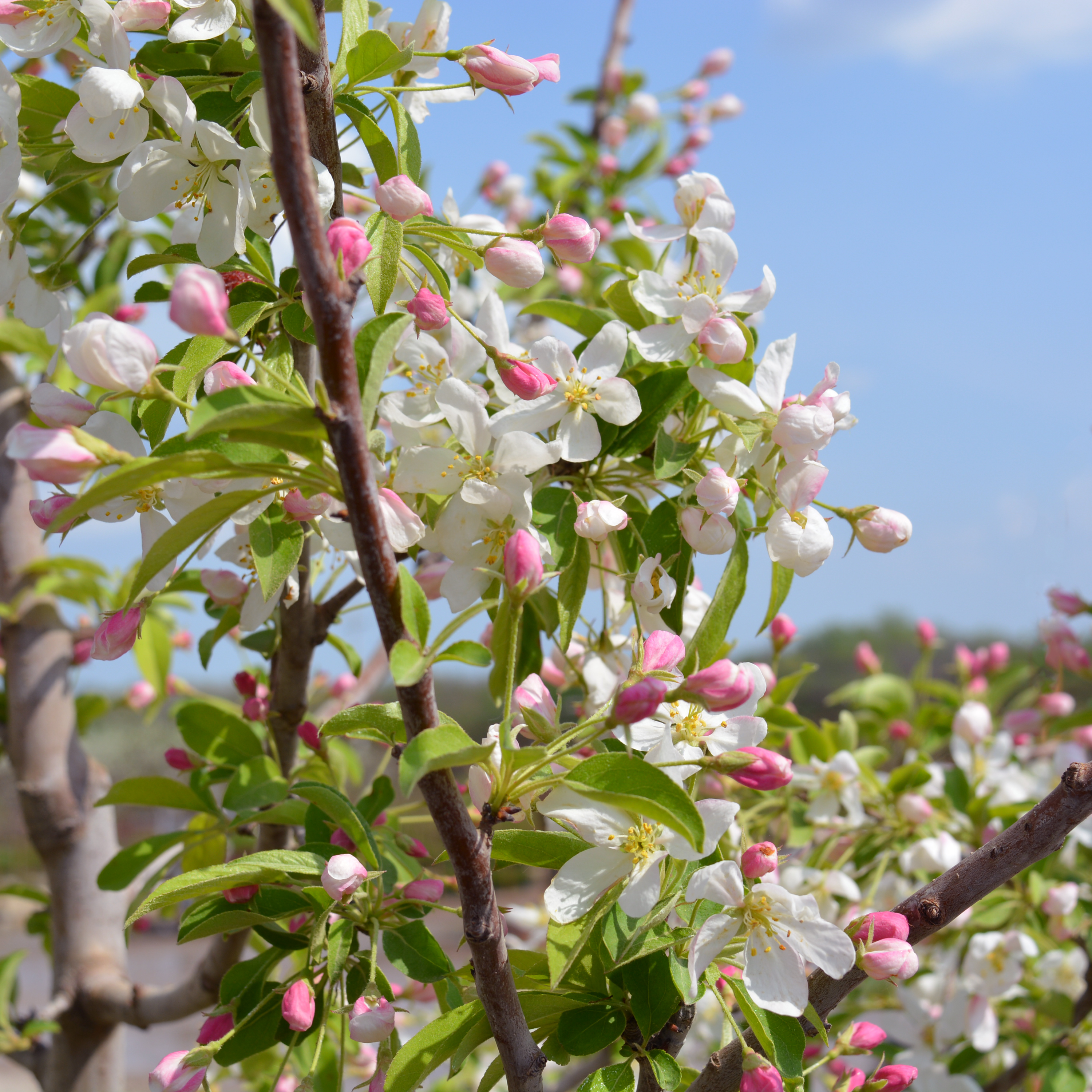 Sugar Tyme Crabapple