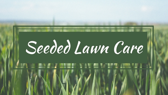 seed-lawn-care