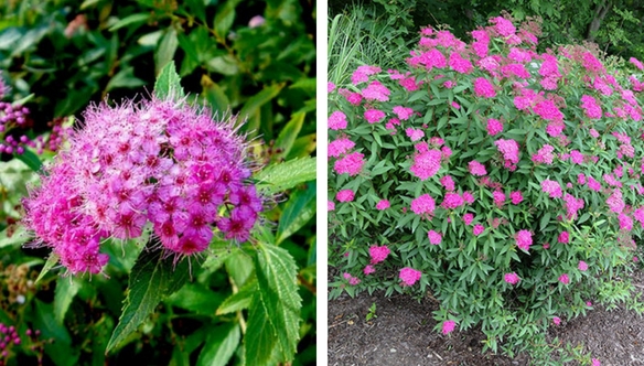 Anthony-Waterer-Spirea