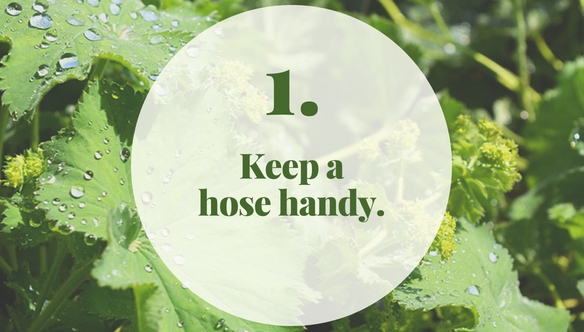 keep-hose-handy-Summer-Garden-Tips