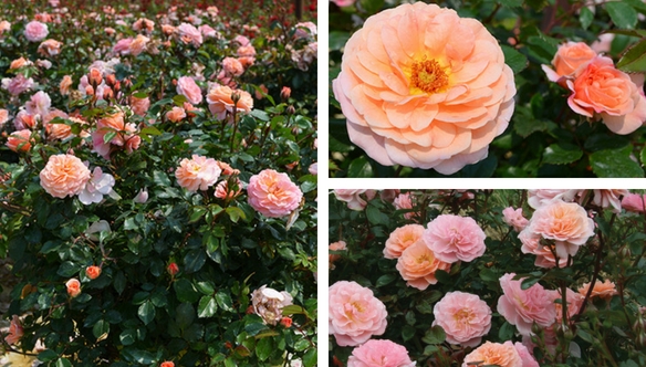 apricot-drift-rose