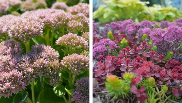 sedum-container-garden