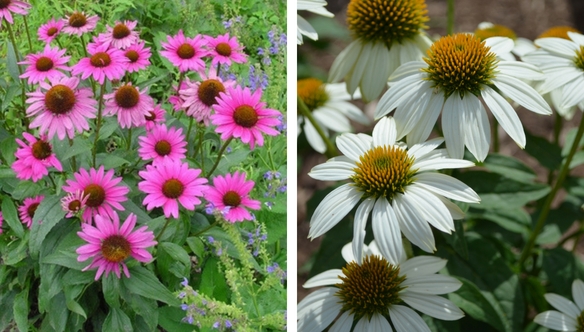 ruby-powwow-coneflower