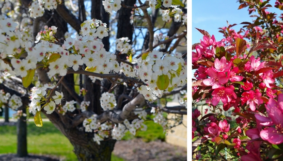 Crabapple-prunus-tree-winterize-your-landscape-and-plants