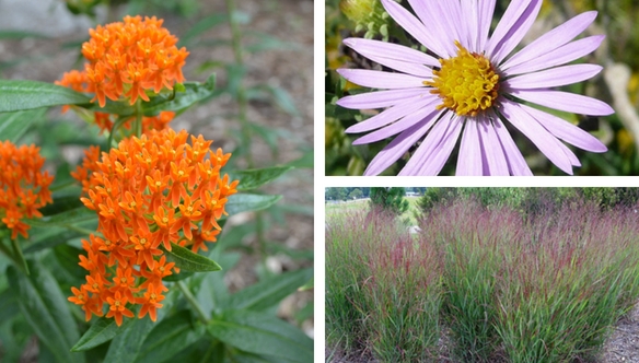 butterfly-aster-switchgrass