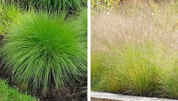 Prairie-dropseed