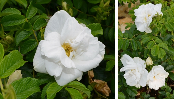 Blanc-Decoubert-rose