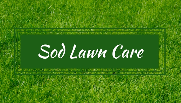 sod-lawn-care