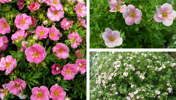 happy-potentilla-pink