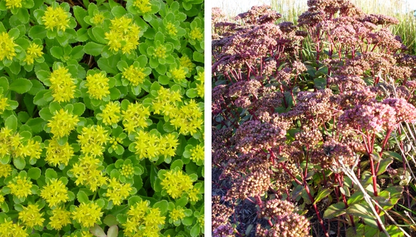 lemon-matrona-sedum