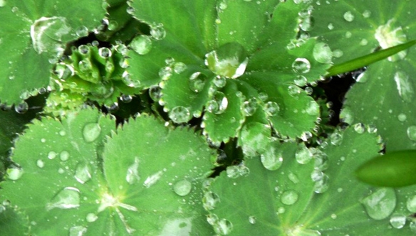 Lady's-Mantle