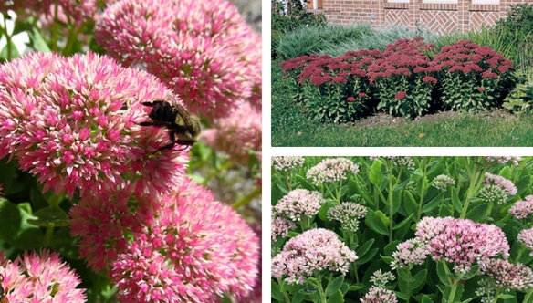 autumn-joy-sedum