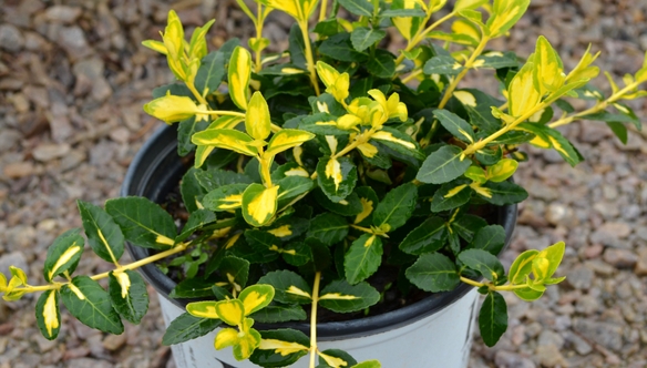 euonymus-container-garden