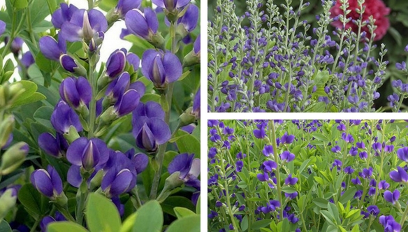 false-indigo-blue