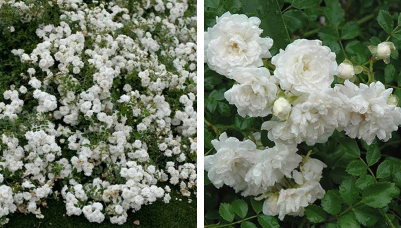 white-drift-rose