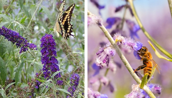 butterfly-salvia