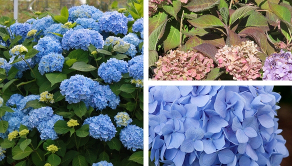 endless-summer-hydrangea