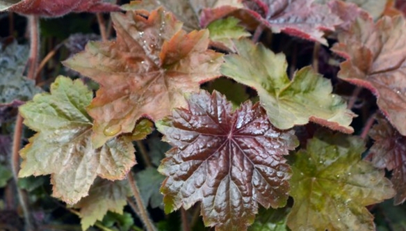 palace-purple-heuchera