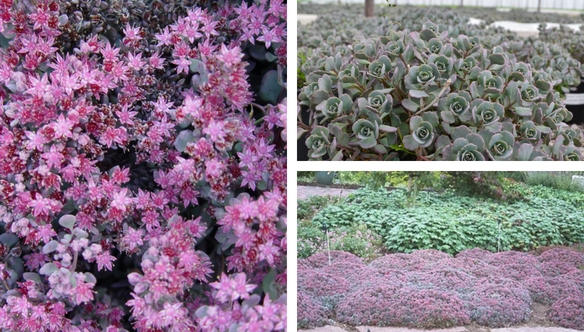 cauticola-sedum