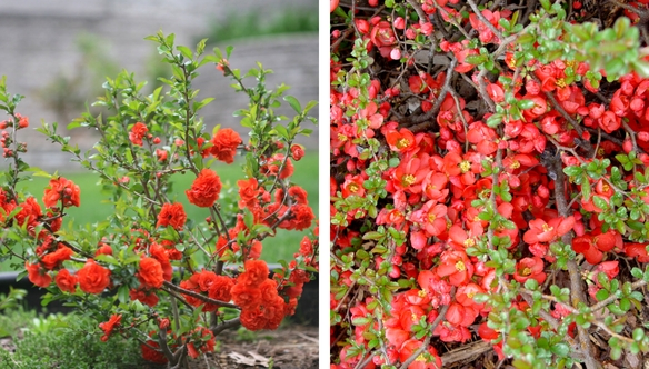 storm-texas-quince