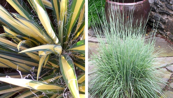 grass-yucca-garden