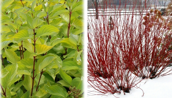 prairie-arctic-dogwood