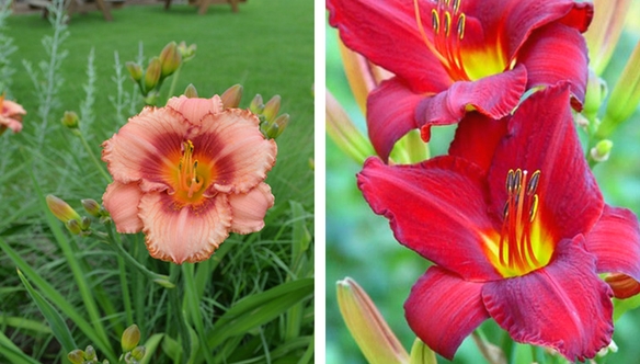 candy-apache-daylily